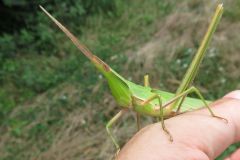 ショウリョウバッタ