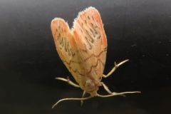 ベニヘリコケガ