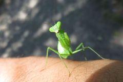 ハラビロカマキリの幼虫