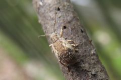ヒレルクチブトゾウムシ