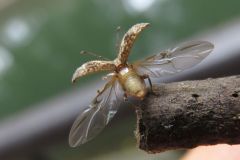 ヒレルクチブトゾウムシ