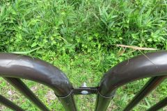 カマキリの幼虫