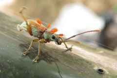 オオクチブトゾウムシ