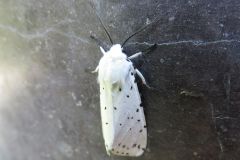 アカハラゴマダラヒトリ