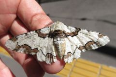 ハイイロオオエダシャク