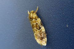 キノコヒモミノガの一種
