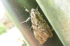 ウチジロマイマイ