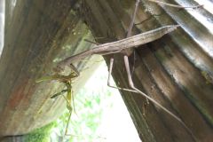 オオカマキリの幼虫