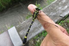 オナガサナエ