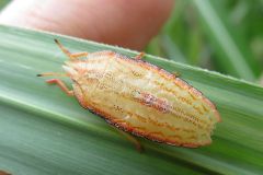 エビイロカメムシの幼虫