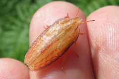 エビイロカメムシの幼虫