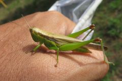 ハネナガイナゴ