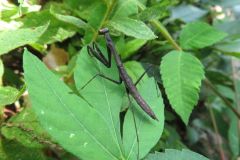 コカマキリの幼虫