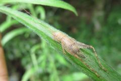 マツムシモドキの幼虫