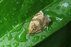 チャノコカクモンハマキ