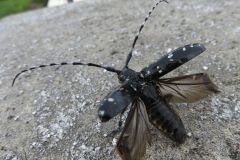 ゴマダラカミキリ