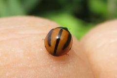 クロスジチャイロテントウ