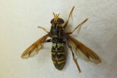 シロスジナガハナアブ