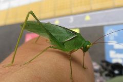 ヤマクダマキモドキ