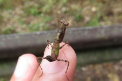 ヒメカマキリの幼虫