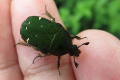 コアオハナムグリ
