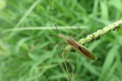 クモヘリカメムシ