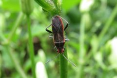 アカヘリナガカメムシ