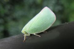 アオバハゴロモ