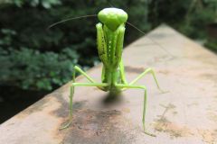 ハラビロカマキリ