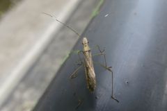 ニセヒメクモヘリカメムシ
