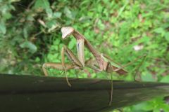 オオカマキリ