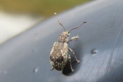 ヒレルクチブトゾウムシ