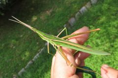 ショウリョウバッタ