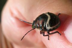 アカスジキンカメムシの幼虫
