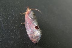 アシブトヒメハマキ
