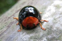 ムネアカオオクロテントウ