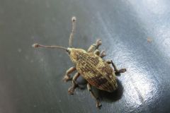 サカグチクチブトゾウムシ?