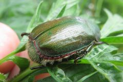 アオドウガネ