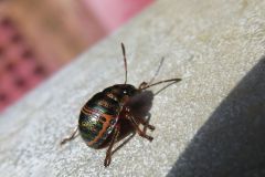 アカスジキンカメムシの幼虫