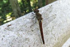 アキアカネ