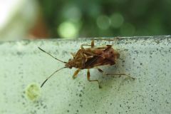イシハラナガカメムシ