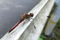 ナツアカネ