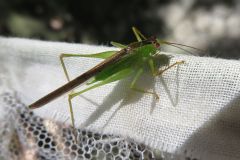 セスジササキリモドキ