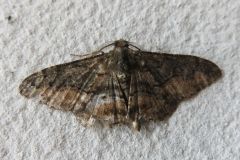 チャノウンモンエダシャク