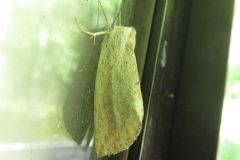 キシャチホコ
