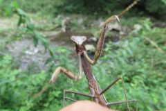 オオカマキリ