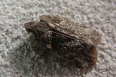 コガシラウンカの一種