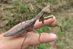 ハラビロカマキリ