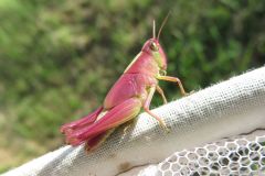 マダラバッタ