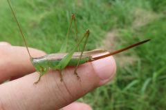 オナガササキリ